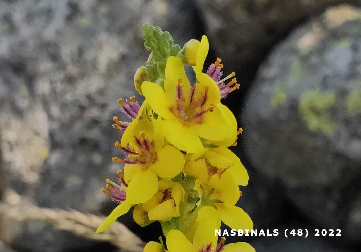 Mullein, Dark flower